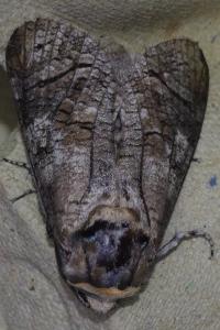 <i>Cossus cossus</i>
