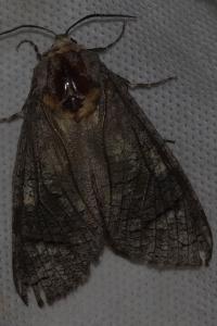 <i>Cossus cossus</i>