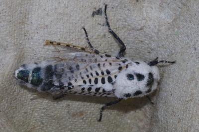 <i>Zeuzera pyrina</i>