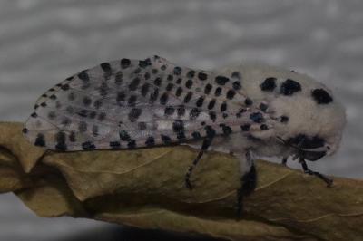 <i>Zeuzera pyrina</i>