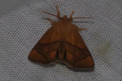 <i>Apoda limacodes</i>