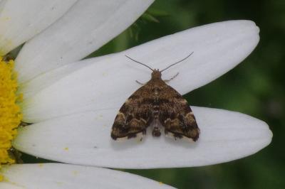 <i>Anthophila fabriciana</i>