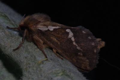 <i>Korscheltellus lupulinus</i>