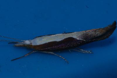 <i>Ypsolopha dentella</i>