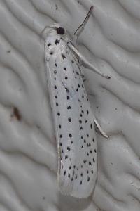<i>Yponomeuta evonymella</i>
