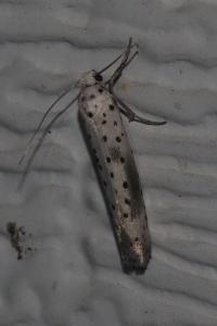 <i>Yponomeuta irrorella</i>