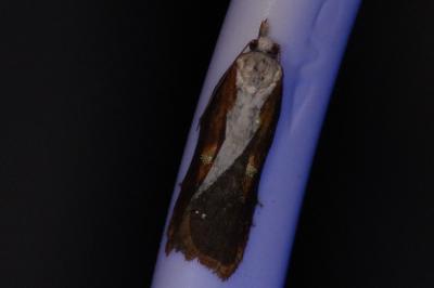 <i>Acleris cristana</i>