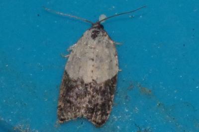 <i>Acleris variegana</i>