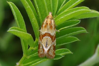 <i>Aethes hartmanniana</i>