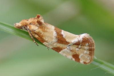 <i>Aethes hartmanniana</i>
