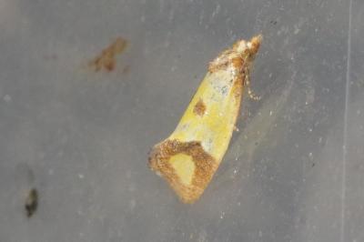 <i>Agapeta zoegana</i>
