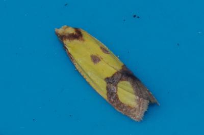 <i>Agapeta zoegana</i>