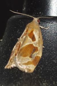 <i>Archips crataegana</i>