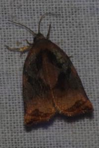 <i>Archips podana</i>