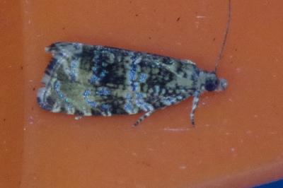 <i>Celypha lacunana</i>