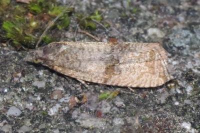 <i>Celypha striana</i>