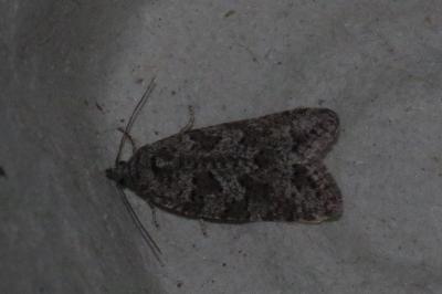 <i>Cnephasia</i>