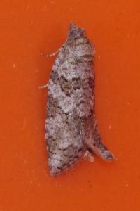 Cnephasia