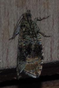 <i>Celypha lacunana</i>