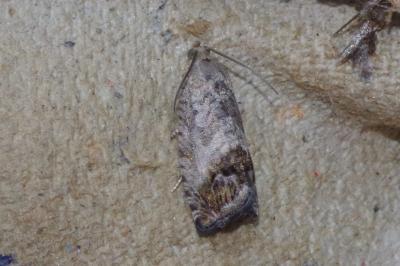 <i>Cydia splendana</i>