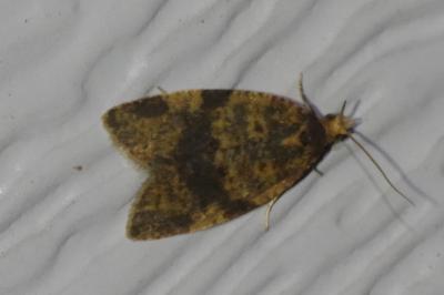 <i>Epagoge grotiana</i>