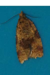 <i>Epagoge grotiana</i>