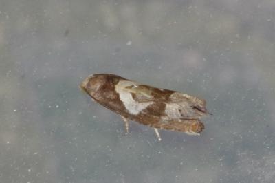 <i>Epiblema foenella</i>