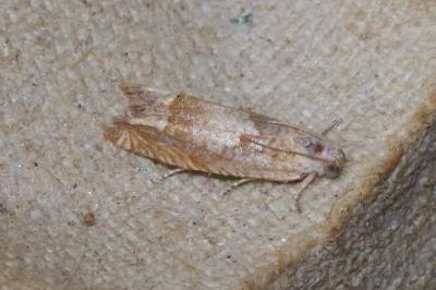 <i>Eucosma conterminana</i>