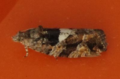 <i>Eudemis profundana</i>