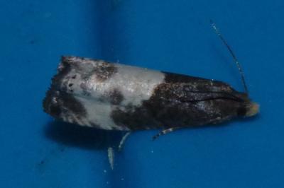 <i>Notocelia cynosbatella</i>