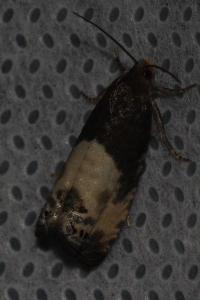 <i>Notocelia cynosbatella</i>
