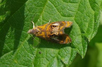 <i>Olethreutes arcuella</i>