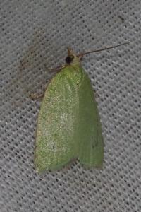 <i>Tortrix viridana</i>
