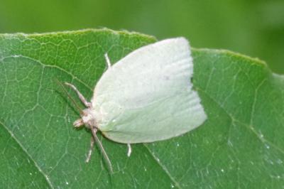 <i>Tortrix viridana</i>