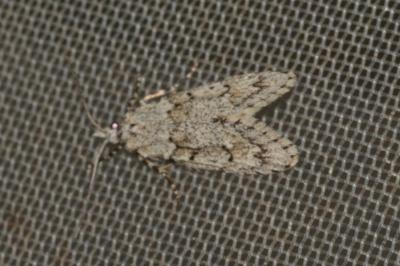 <i>Diurnea fagella</i>