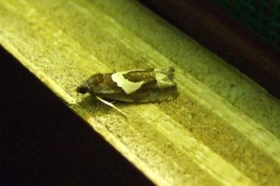 <i>Epiblema foenella</i>