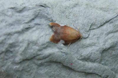 <i>Acleris holmiana</i>