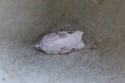 <i>Acleris kochiella</i>