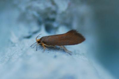 <i>Crassa unitella</i>