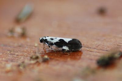 <i>Ethmia quadrillella</i>