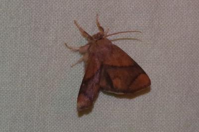 <i>Apoda limacodes</i>