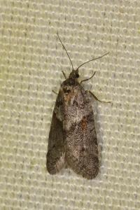 <i>Tortricodes alternella</i>
