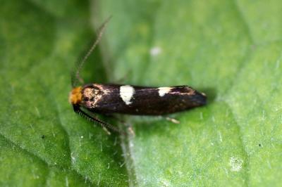 <i>Incurvaria masculella</i>