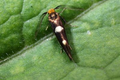 <i>Incurvaria masculella</i>