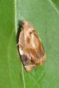 <i>Ditula angustiorana</i>