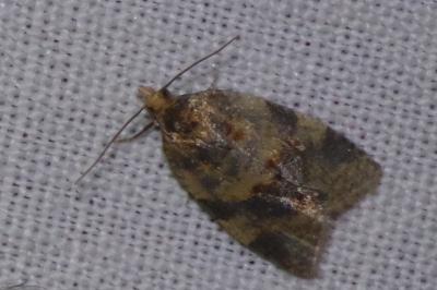<i>Epagoge grotiana</i>