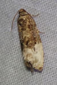 <i>Hedya nubiferana</i>
