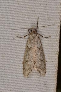<i>Diurnea fagella</i>