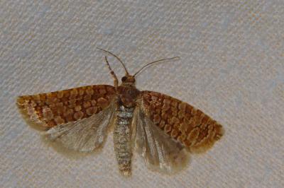<i>Lozotaeniodes formosana</i>