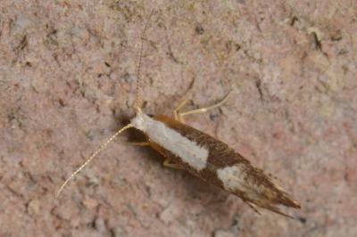 Argyresthia